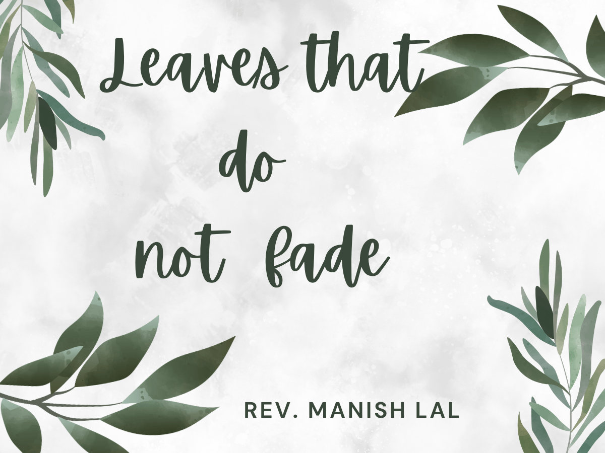 Leaves that do not fade - m